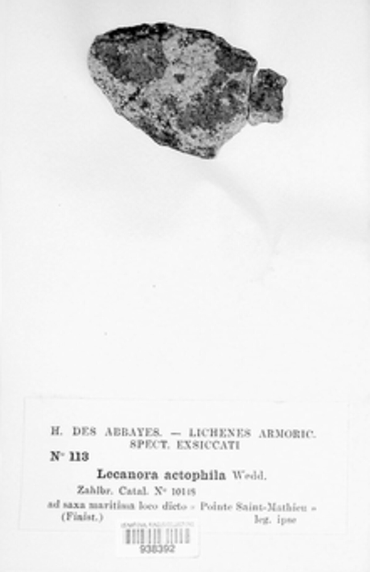 Lecanora actophila image